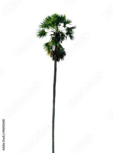 sugar palm tree isolated on white background © nathanipha99