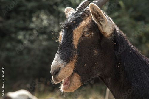 Mountain goats in the mountains