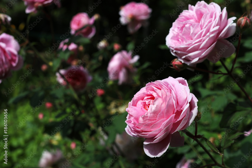 Flowering of a pink English rose Flowering of a pink English rose