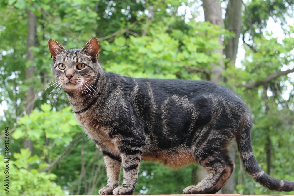 BROWN TABBY OUTSIDE AMONG THE TREES BROWN TABBY OUTSIDE AMONG THE TREES