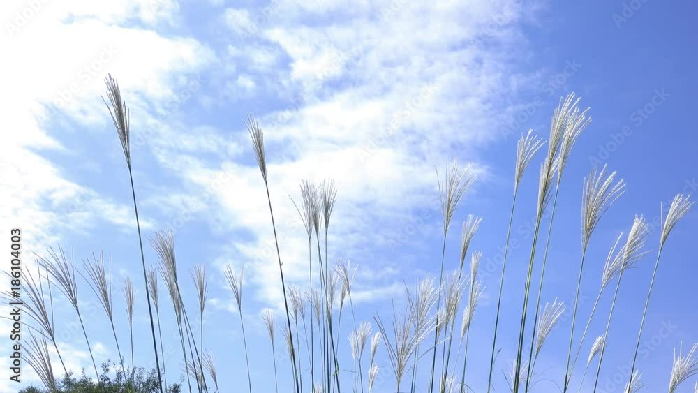 風に揺れるススキ2_06-34 風に揺れるススキ2_06-34