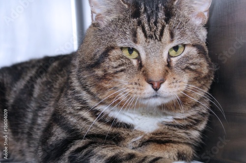 BEAUTIFUL BROWN TABBY WITH WHITE CAT