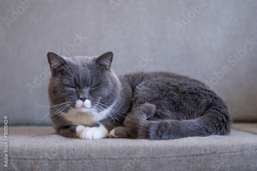 Gray British shorthair cats, indoors