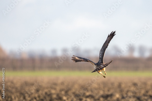 bird of prey flying away over a fresh plowed field