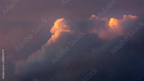 clouds catching the sun and a bird