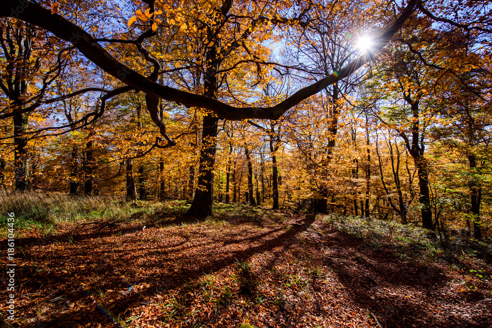 Fototapeta premium herbswald