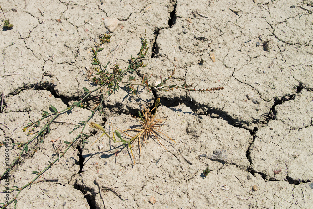 Obraz premium dry ground