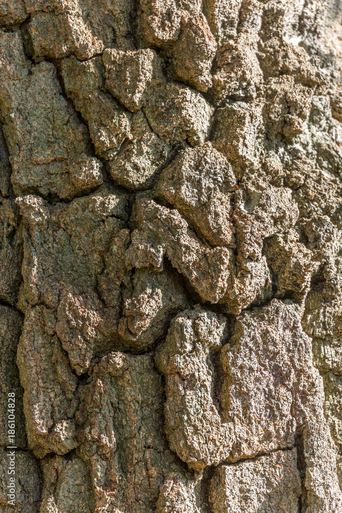 close up of the bark of a tree close up of the bark of a tree