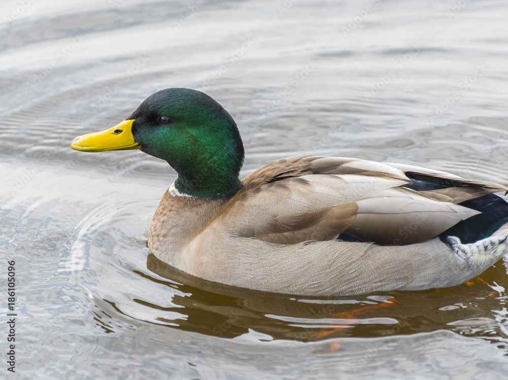 Obraz premium Mallard Duck