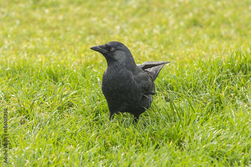 Fototapeta premium Crow on the green grass .