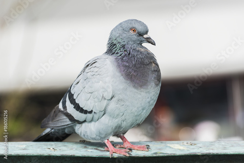 Pigeon © resul