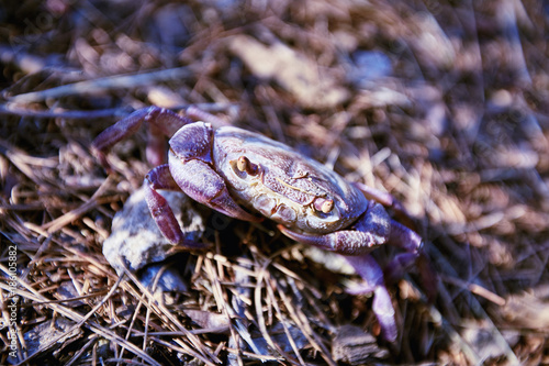 A large live crab with claws in a natural habitat.
