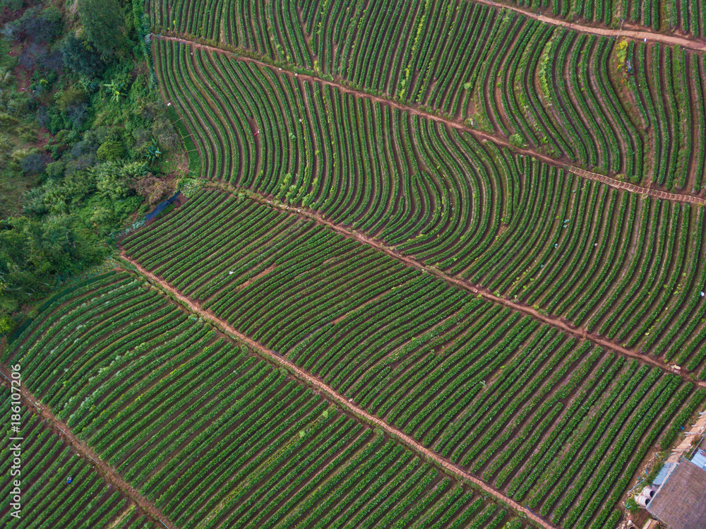 Tea Plantation on the mountain from aerial view in the Doi Ang Khang, Chiang Mai, Thailand.