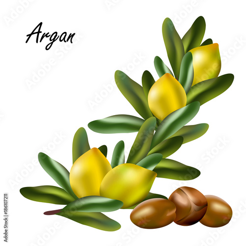 Argan nuts (Argania spinosa). Hand drawn vector illustration of argan tree branch with fruits, leaves and nuts on white background.