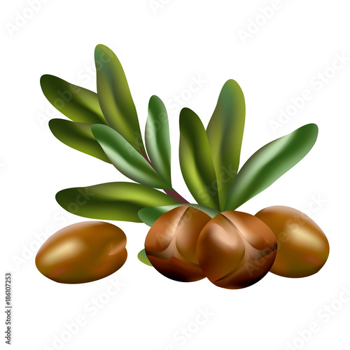Argan nuts (Argania spinosa). Hand drawn vector illustration of argan nuts and leaves on white background.