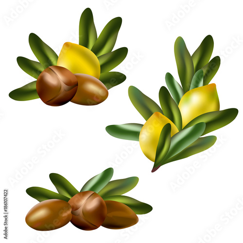 Argan nuts (Argania spinosa). Set of hand drawn vector illustrations of argan nuts with fruits and leaves on white background.