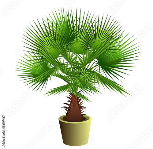 Fan palm tree (Sabal bermudana, Bermuda palmetto) in pot. Hand drawn vector illustration on white background.