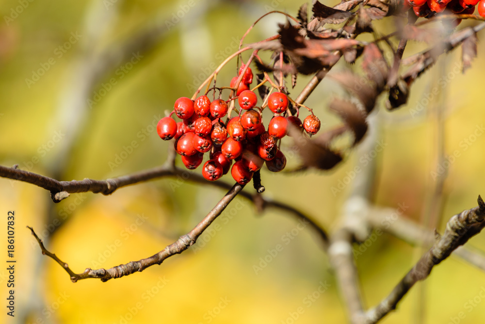 rowan tree berries against dark background rowan tree berries against dark background