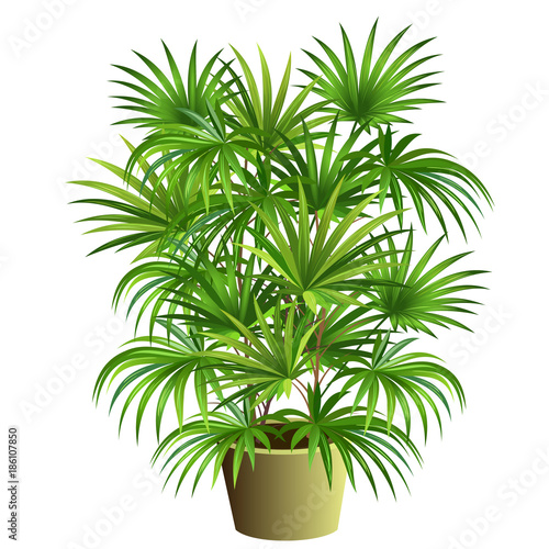 Indoor palm tree (Rhapis excelsa) in pot. Hand drawn vector illustration on white background.