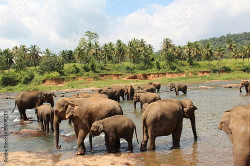 A herd of elephants on a river in the wild