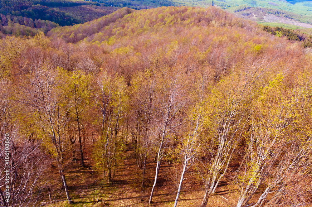 Deciduous beech forest in spring, forest landscape