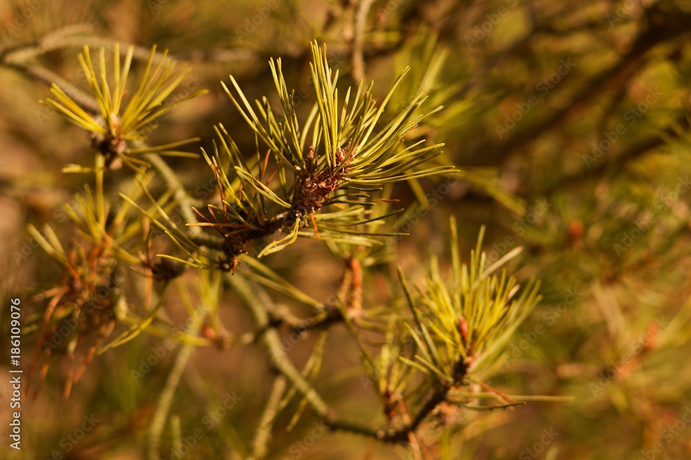Pine green twig with needle. Pine green twig with needle.