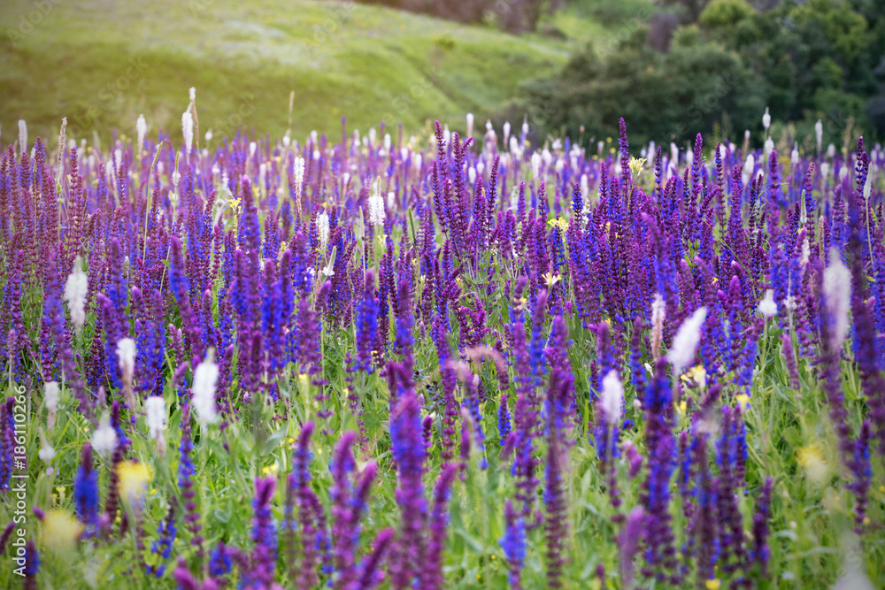 Naklejka premium salvia - summer meadow sage background