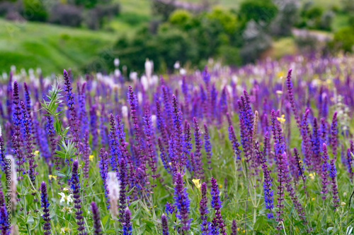 salvia -  summer meadow sage background