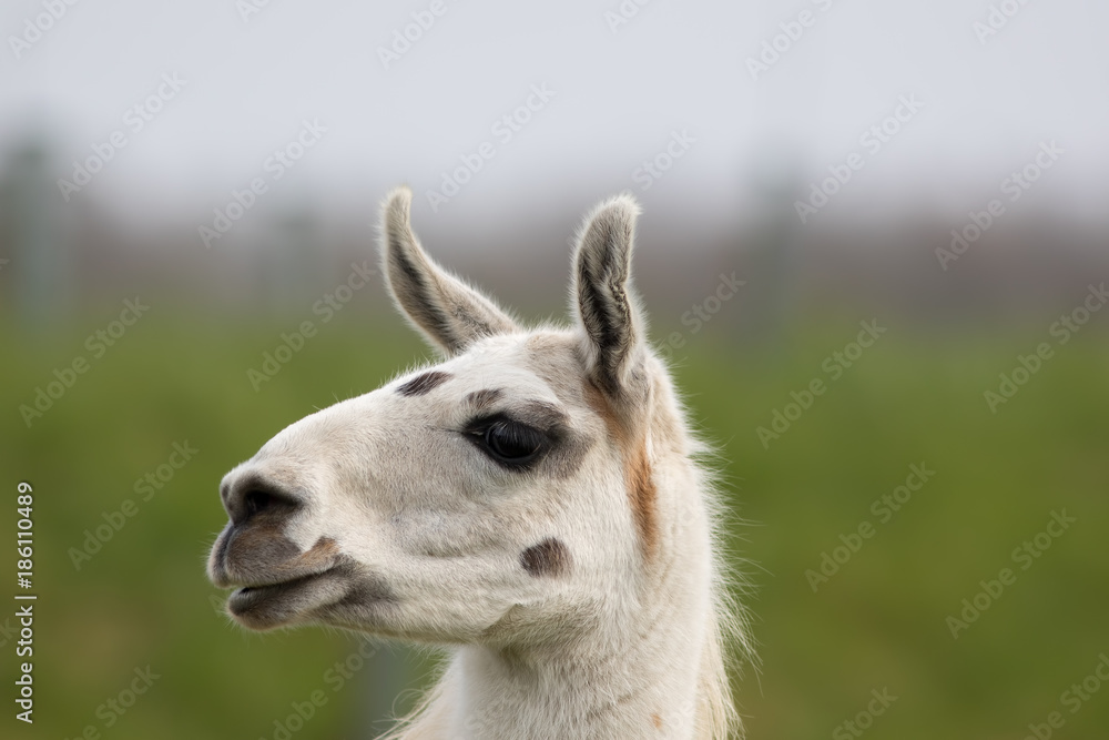 Obraz premium White llama face close up. Funny looking animal image.