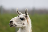White llama face close up. Funny looking animal image.