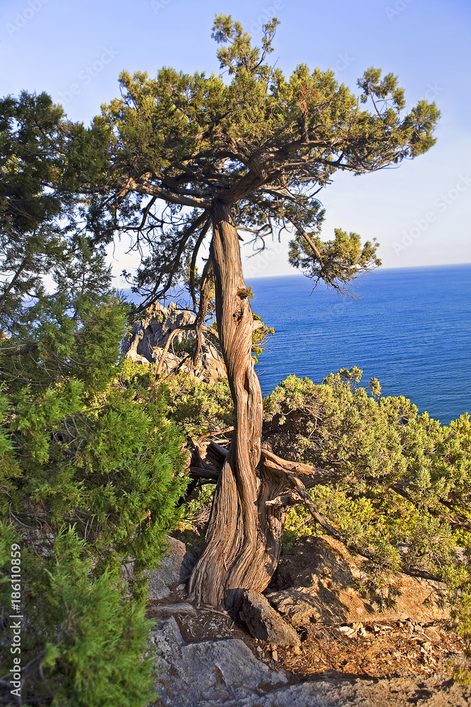 old tropical tree grows on the cliif near sea 