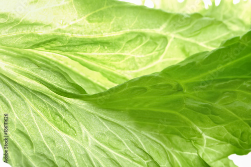 Leaf of fresh green salad, closeup
