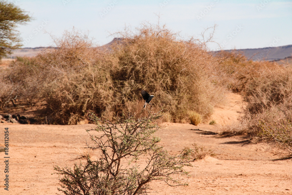 Obraz premium Natur Aufnahmen, Wüstenbilder, Dessert, Architektur und Gebäude in Africa