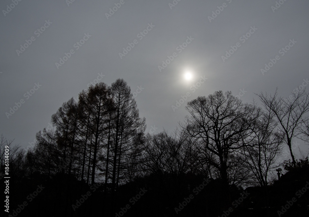 black and white tone - trees in the autumn with the sun black and white tone - trees in the autumn with the sun