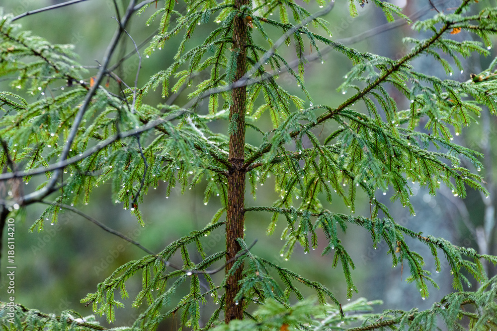 Fototapeta premium spruce tree branches against dark background