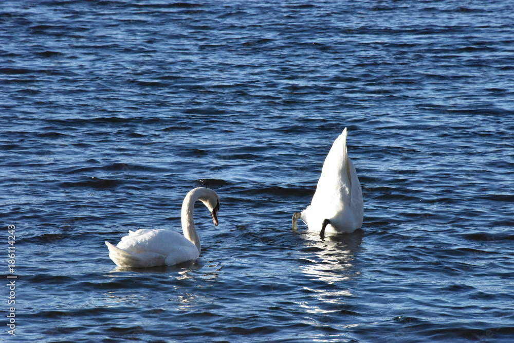 Swans eating in a lake in midwinter sun Swans eating in a lake in midwinter sun