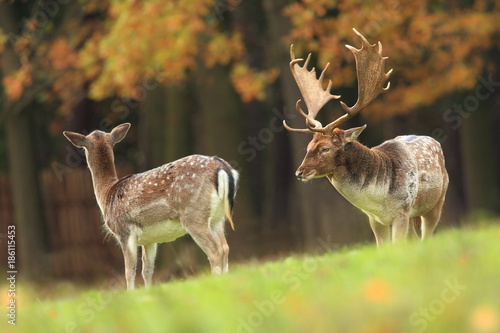 Fallow deer Dama dama. Photographed in the Czech Republic. It is spread throughout Europe. The wild nature of the Czech Republic. Beautiful animal photo. Beautiful mammal. The animal has a large antle photo