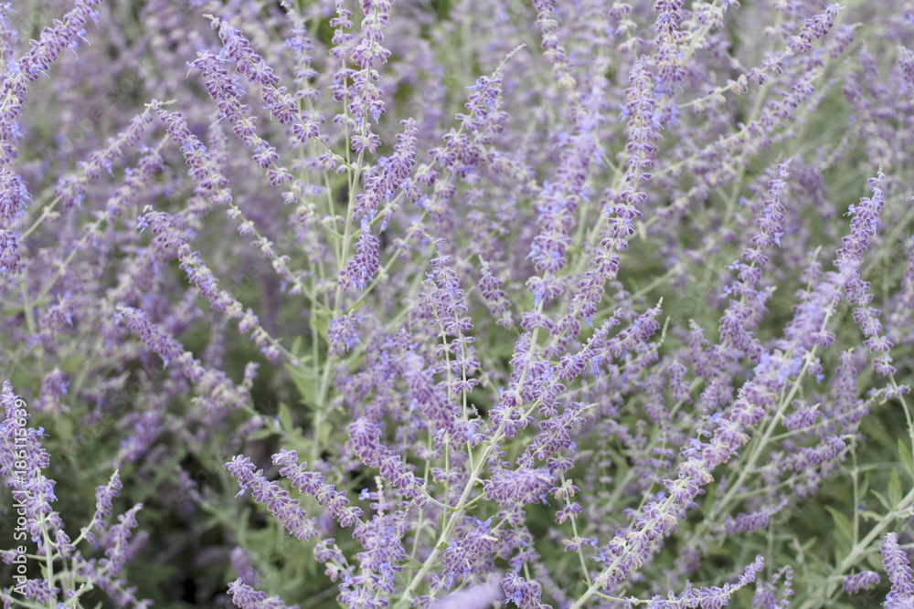 Fototapeta premium Purple Violet Lavender Flowers Background