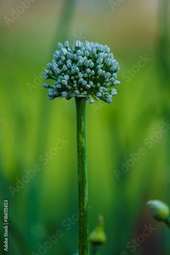 Onion seeds pod flower buds, Maharashtra, India