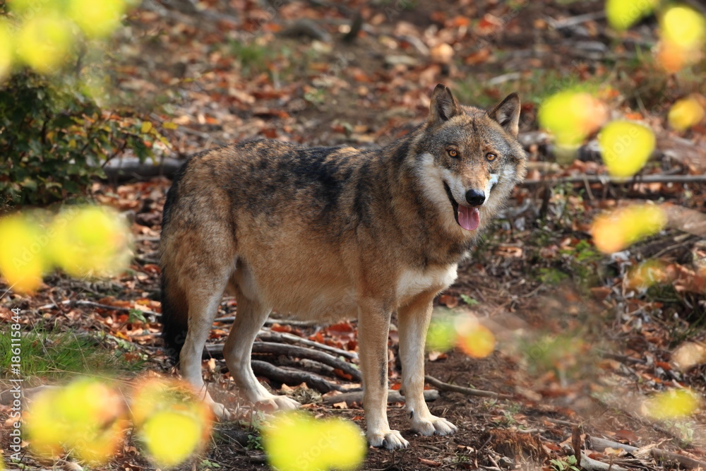 Fototapeta premium Canis lupus. Wolf in winter nature. Pictures from the National Park. Living all over Europe.