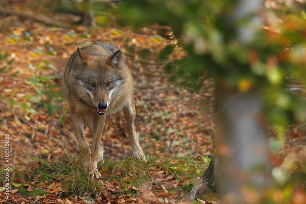 Canis lupus. Wolf in winter nature. Pictures from the National Park. Living all over Europe. Canis lupus. Wolf in winter nature. Pictures from the National Park. Living all over Europe.