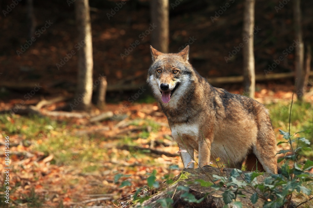 Canis lupus. Wolf in winter nature. Pictures from the National Park. Living all over Europe. Canis lupus. Wolf in winter nature. Pictures from the National Park. Living all over Europe.