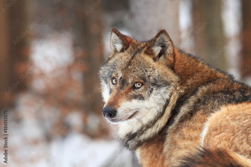 Obraz premium Canis lupus. Wolf in winter nature. Pictures from the National Park. Living all over Europe.