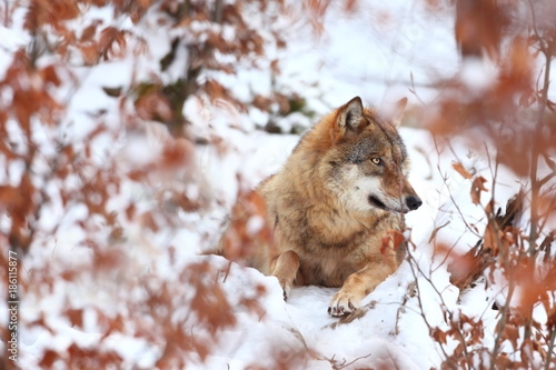 Canis lupus. Wolf in winter nature. Pictures from the National Park. Living all over Europe.