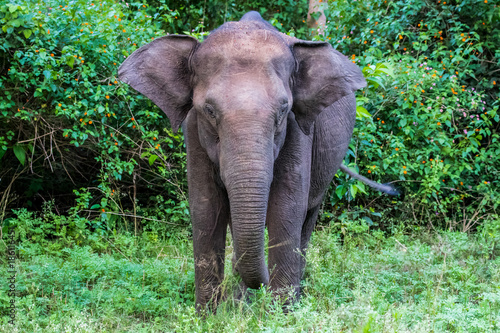 Photography Indian elephant