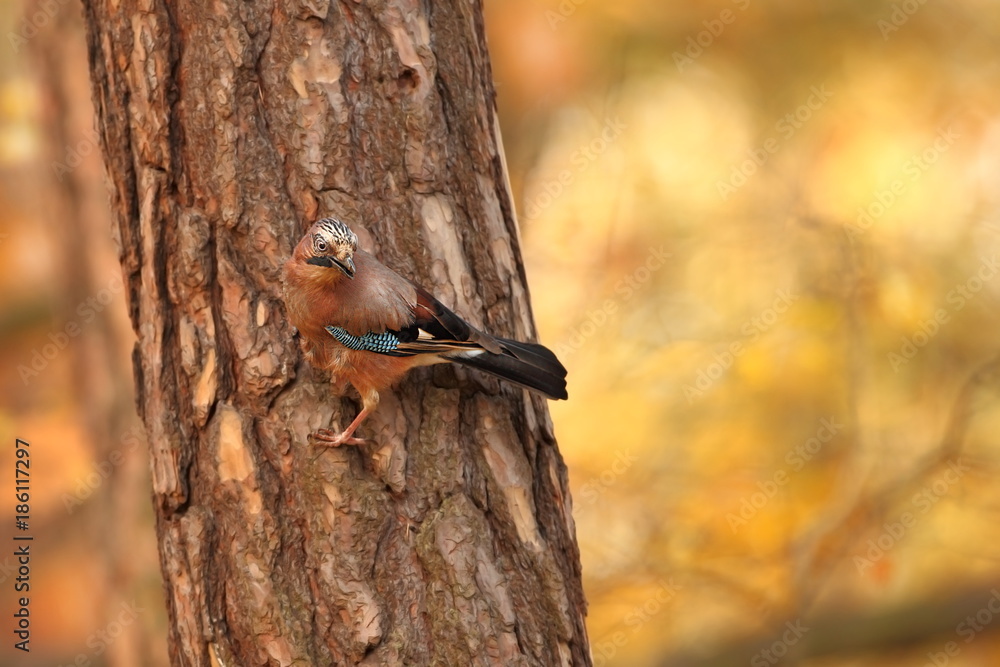 Garrulus glandarius. Bird in autumn colors. The wild nature of the