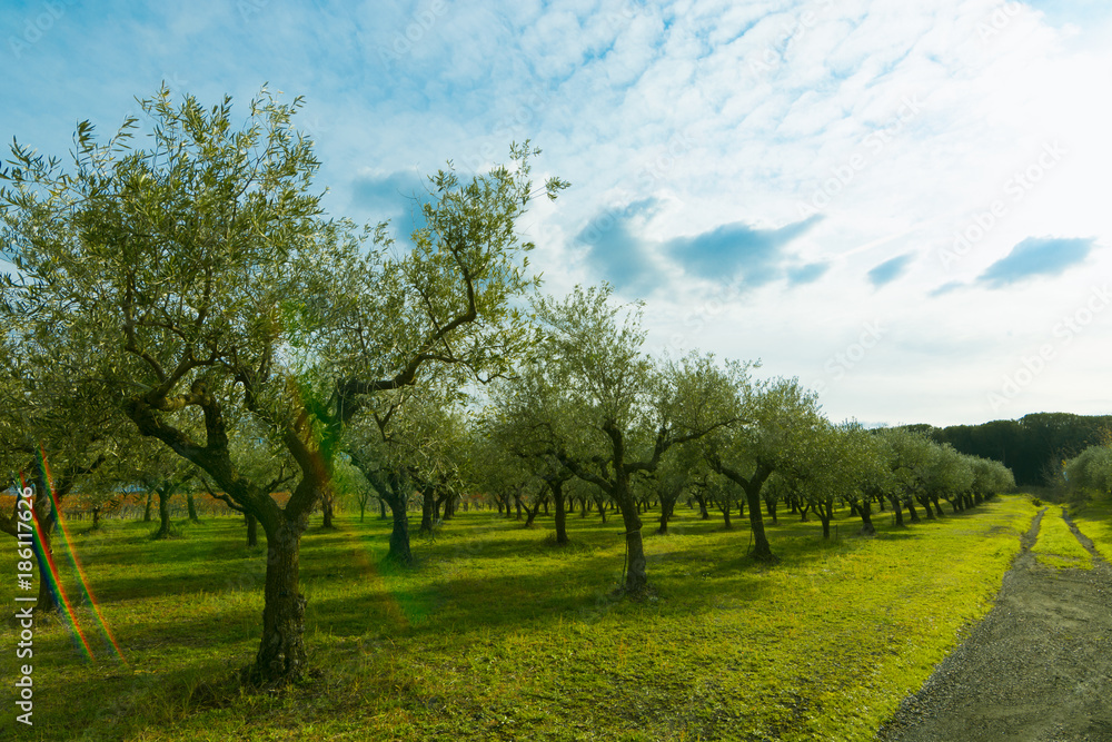Fototapeta premium Fresh green trees olive oil production