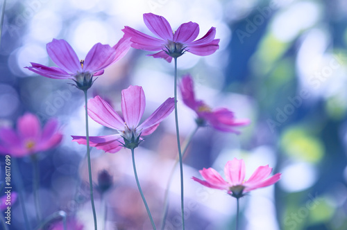 Delicate wild flowers of a purple color on a beautiful background.