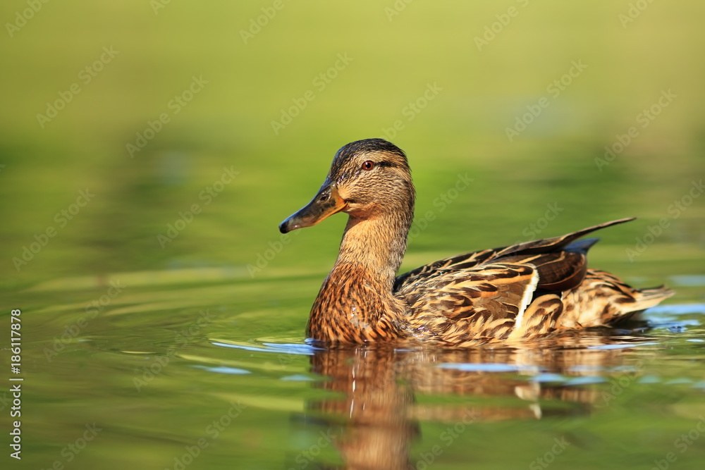 Obraz premium Anas platyrhynchos. The wild nature of the Czech Republic. Spring in nature. Bird on water.