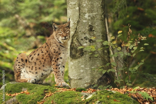 Lynx is the biggest cat beast of Europe.  © Michal
